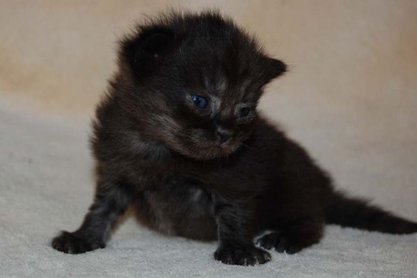 Tamani-3 Wochen alt.jpg